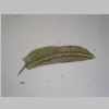 Leaf 10er 01.jpg